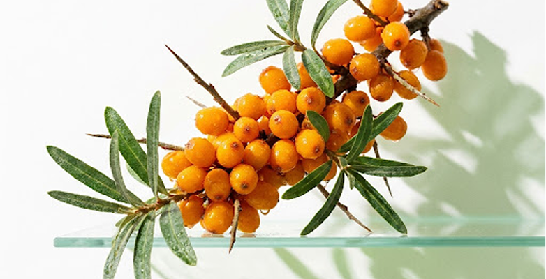 Sea Buckthorn